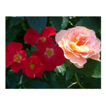 Coral Red Pink Roses Post Card