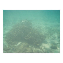 Coral Reef Postcard