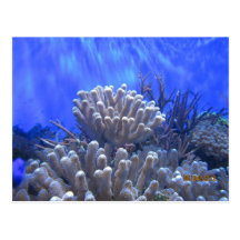 Coral Reef Postcard