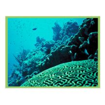 Coral Reef Postcards