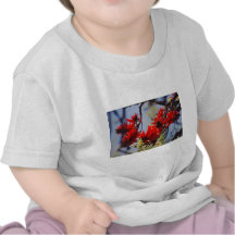 Coral tree rose flower tshirts