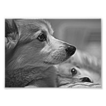 Corgis Art Photo