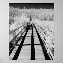 Corkscrew Swamp Sanctuary boardwalk, Florida, Posters