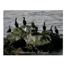 Cormorants & a Seagull, Unalaska Island Postcard