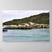 Cormorants and Gulls on Sea Rock Print