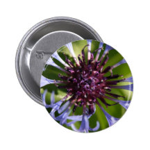 Cornflower Buttons