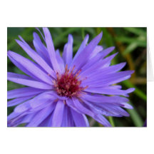 Cornflower Card