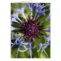 Cornflower Greeting Cards