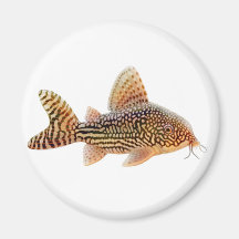 Corydoras Sterbai Catfish Magnet