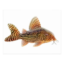 Corydoras Sterbai Postcard