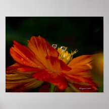 Cosmos Posters