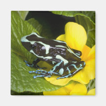 Costa Rica, Osa Peninsula. Close-up of poison Magnet
