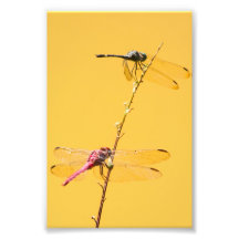 Costa Rican Dragon Flies Photo