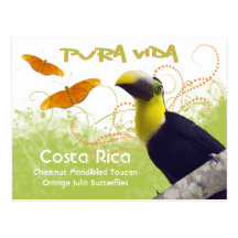 Costa Rican Pura Vida Postcard