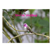 Costa's Hummingbird Personalised Invites