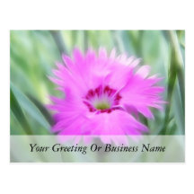 Cottage Pinks - Dianthus Post Card