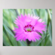 Cottage Pinks - Dianthus Poster