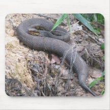Cottonmouth Snake Basking Mousepads
