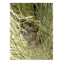 Cottontail Bunnies Postcard