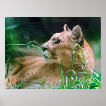 Cougar at Rest Print