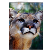 Cougar Card