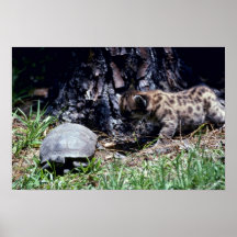 Cougar cub and Tortoise Posters