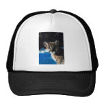Cougar Cub Mesh Hats