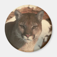 Cougar Fridge Magnets