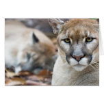 Cougar, mountain lion, Florida panther, Puma 2 Greeting Card