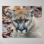 Cougar, mountain lion, Florida panther, Puma Poster