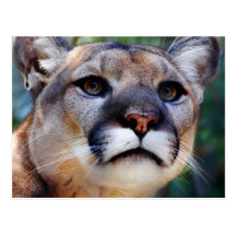 Cougar Post Cards