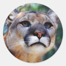 Cougar Sticker