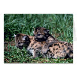 Cougars-cubs playing cards
