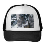 Cougars-young cubs in snowy tree hat