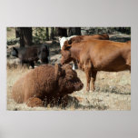 Cow and Bull poster