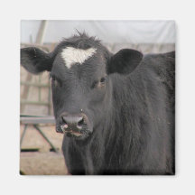 Cow Fridge Magnet