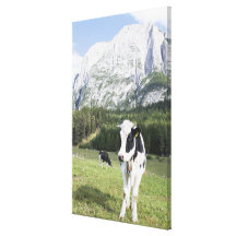 Cow In A Meadow, Fie Allo Sciliar, Alto Adige, Gallery Wrapped Canvas