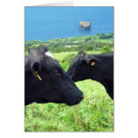 Cow mano-a-mano cards