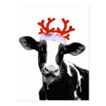 Cow with Reindeer Antlers Postcard