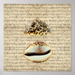 Cowrie shells posters