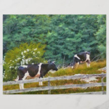 Cows - Moo Full Colour Flyer