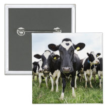 Cows standing in a row looking at camera button