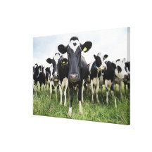 Cows standing in a row looking at camera gallery wrap canvas