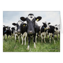 Cows standing in a row looking at camera card