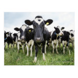 Cows standing in a row looking at camera post cards