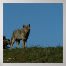 Coyote1Print