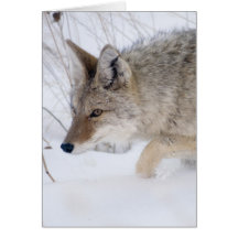 Coyote at Yellowstone National Park Card
