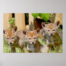 Coyote Babies Photo Posters