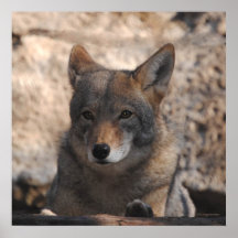 Coyote Beautiful Posters