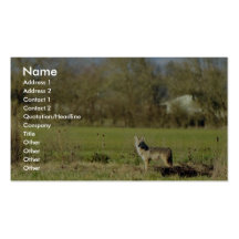 Coyote Business Card